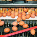 The Canadian Poultry and Egg Processors Council estimates that its members spent more than $87 million in March and April to protect workers from the COVID-19 virus. | File photo