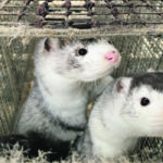 Seventy farms raise two million mink in Canada, compared to 17 million in Denmark, where a large-scale cull was ordered after the COVID-19 virus spread from animals to people. | Reuters/Jacob Gronholt-Pedersen photo
