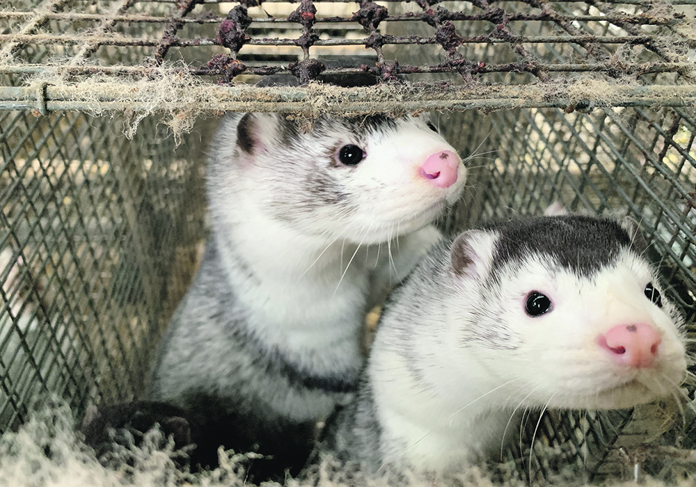 Seventy farms raise two million mink in Canada, compared to 17 million in Denmark, where a large-scale cull was ordered after the COVID-19 virus spread from animals to people.  | Reuters/Jacob Gronholt-Pedersen photo