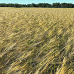 Seed variety regulators must come up with rules that encourage innovation while harmonizing with international markets. | File photo