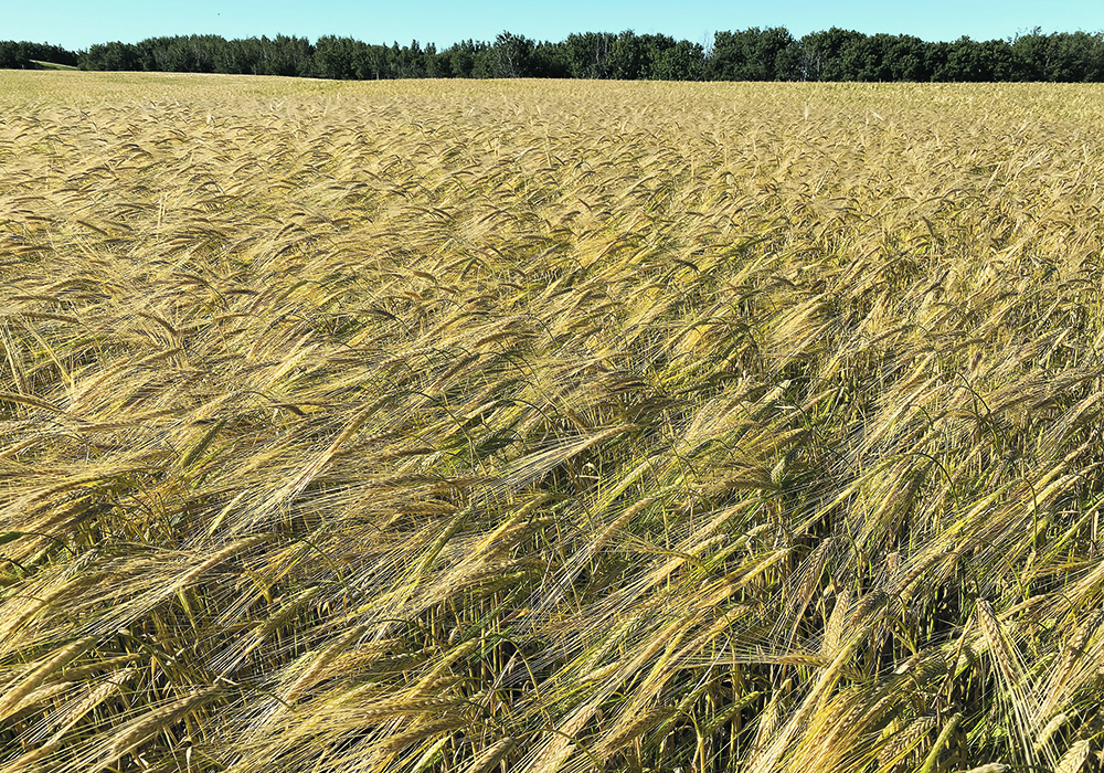 Seed variety regulators must come up with rules that encourage innovation while harmonizing with international markets.  | File photo