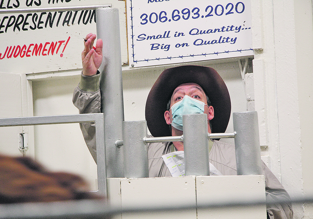 Ringman Corey Mantell takes bids during the Canadian Western Agribition commercial sale held at Johnstone Auction Mart in Moose Jaw Nov. 28. Although Agribition was postponed due to the pandemic a small sale of 172 head went ahead with masks and a crowd of less than 30. | Karen Briere photo