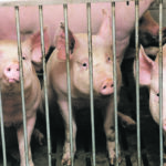 The hog industry is concerned that one positive African swine fever case in Canada would shut down $4 billion in annual pork trade. | File photo