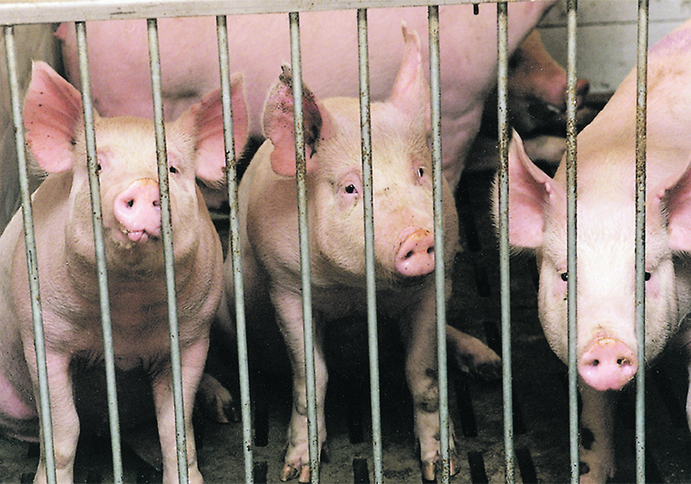 The hog industry is concerned that one positive African swine fever case in Canada would shut down $4 billion in annual pork trade.  | File photo