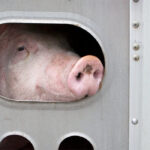 Dr. Egan Brockhoff, a swine veterinarian, university instructor and consultant with the Canadian Pork Council, provided an overview of recent innovations to a recent meeting of the National Farmed Animal Health and Welfare Council. | iStock photo