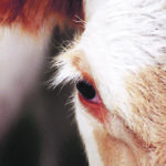 Reproductive culls run about five to 10 percent of the herd in a normal year. | File photo