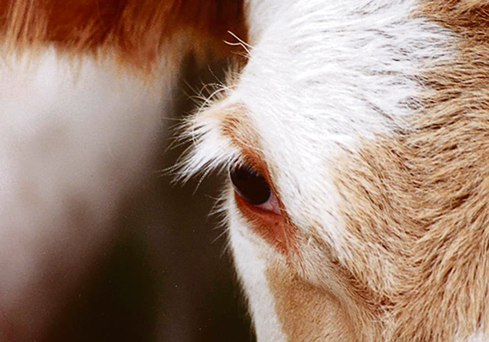 Reproductive culls run about five to 10 percent of the herd in a normal year.  |  File photo