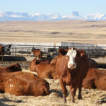 The NFU, the U.S. Cattlemen’s Association and others want to clarify the