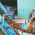 On the Prairies, growers had a relatively easy harvest and produced average to above average yields this year. | File photo