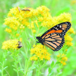 Monarch butterflies would make a good biocontrol for milkweed if it ever became a problem. | USDA photo