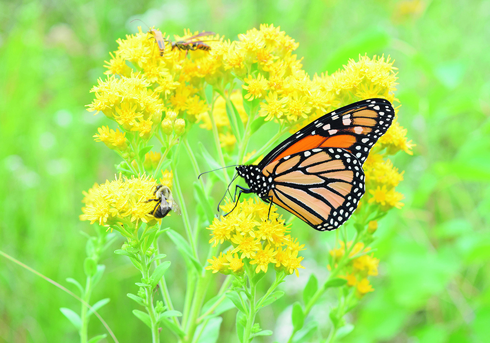 Monarch butterflies would make a good biocontrol for milkweed if it ever became a problem.  |  USDA photo
