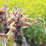 Clubroot disease is characterized by the formation of galls on plant roots. They limit the plant’s ability to use water and nutrients, reducing growth and yield. | File photo