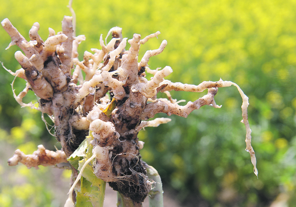 Clubroot disease is characterized by the formation of galls on plant roots. They limit the plant’s ability to use water and nutrients, reducing growth and yield.  |  File photo