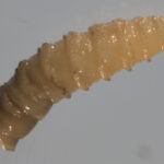 The New World screwworm is particularly destructive. | University of Florida photo