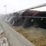 Kolk Farms Ltd. near Iron Springs, Alta., is one of many feedlots taking steps to keep the COVID-19 virus out of their operations, such as postponing the annual Christmas party until later in the winter. | File photo