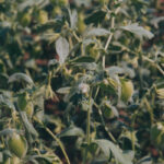 Chickpeas are mostly grown for human consumption, but as global production increases, product not suitable for humans is being shifted into cattle feed. | File photo