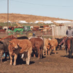 The cattle industry has made huge strides in cattle handling during the last decade or more. | File photo