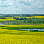 A 10-metre-wide natural area between a canola field and a creek could become standard practice in Western Canada — possibly a required practice. | File photo