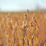 The U.S. Department of Agriculture has projected 2021 soybean prices of US $10.40 per bushel, but Scott Irwin of the University of Illinois says $10.80 to $10.90 is more likely. | File photo