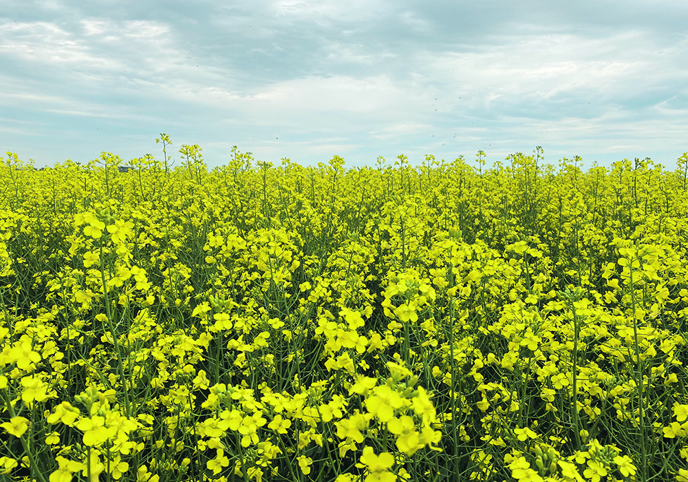 Statistics Canada has reduced its canola harvest estimate to 18.7 million tonnes from 19.4 million tonnes.  |  File photo