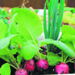 These freshly pulled radishes were grown under lights. | Joan Airey photo