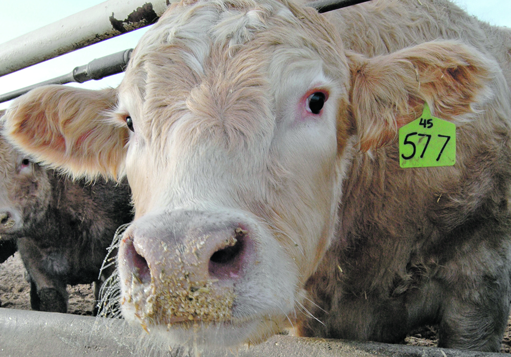 Serfas Farms estimates the feedlot will require 500 tonnes of feed grain a day at its peak of 40,000 head on full feed.  | File photo