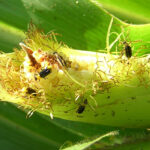 Called the “billion dollar beetle” in the U.S. Midwest, the western corn rootworm has been a huge economic issue for over 50 years. | Stefan Toepfer/CABI photo