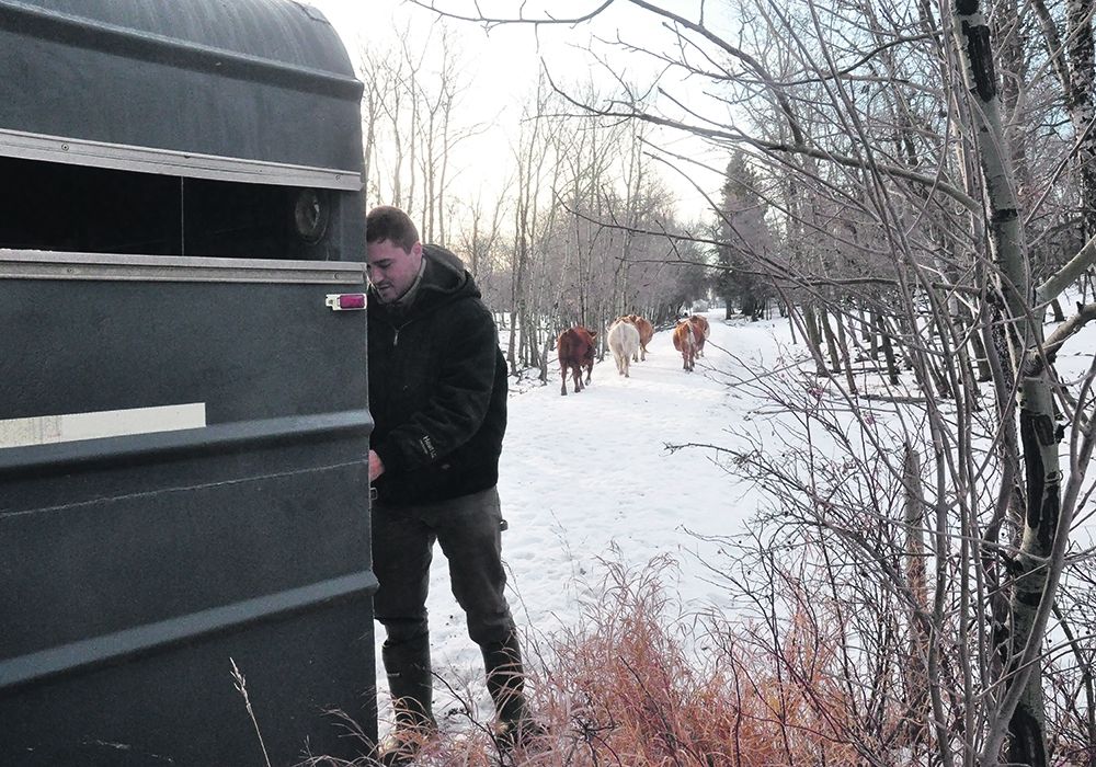 : Alcide Grenier helped transport the many loads of cows throughout the day. | Jeannette Greaves photo
