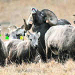 A bighorn ram curls its upper lip, enabling the transfer of air carrying pheromones to an organ in the roof of the mouth. This tells the ram if there are any ewes in the area that are in estrus and ready to mate. | Mike Sturk photo