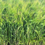 Researchers have found that rolling barley fields too late can reduce yields. | File photo