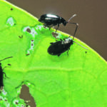 Flea beetles were the most troublesome pest in Alberta this year. | File photo