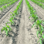 The crop on the left, planted with spring downforce, produced the top cob at 134.68 bushels per acre. Therop on the right, planted with AgLeader hydraulic SureForce, produced the lower cob at 139.80 bushels per acre. The SureForce benefit was 5.128 bushels per acre. The field was located in northwestern Iowa. | Ag Leader photo
