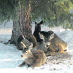 Winter came early to much of central Saskatchewan this year, and these deer decided to use a yard in Rosetown, Sask., as a resting spot. | Betty Ann Deobald photo