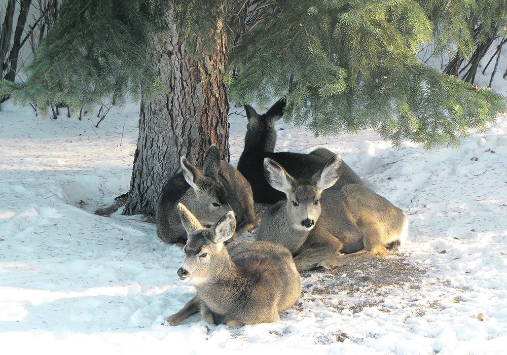 Winter came early to much of central Saskatchewan this year, and these deer decided to use a yard in Rosetown, Sask., as a resting spot. | Betty Ann Deobald photo