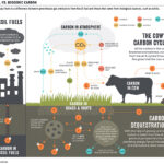 Livestock emissions downplayed