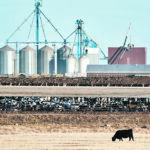 A professor from the University of British Columbia says social licence to continue raising food animals depends on the industry’s ability to keep in step with community values. | Mike Sturk photo