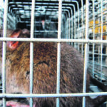 Alberta has successfully kept out the Norway rat for 70 years. | Jamie Rothenburger photo