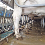 The United States said it intends to challenge Canada’s allocation of dairy tariff-rate quotas under the Canada-United States-Mexico Agreement (CUSMA). | File photo