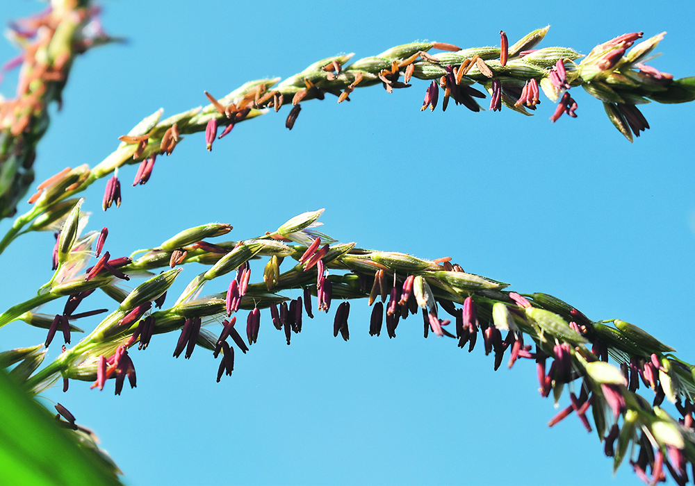 In 2010-12, which was the last time there was a prolonged La Nina event, the U.S. national average corn yield plummeted to 123 bushels per acre in 2012, a 20 percent drop from the previous five-year average.  | Barb Glen photo