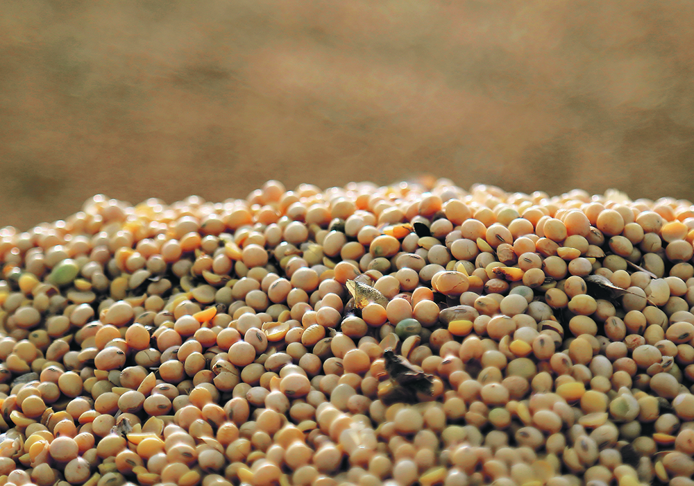 An analyst thinks bean prices “in the teens” are an almost certainty if South America experiences the kind of La Nina weather effects that forecasters are expecting. This soy crop was harvested last February in Caaguazu, Paraguay.  | Reuters/Jorge Adorno photo