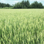 Recent reports show that more wheat is available, and although expectations on exports and consumption are also up, the stocks number is still considered burdensome. | File photo