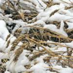 Many farmers say the current version of AgriStabiity is not set up to help farmers with setbacks such as the terrible harvest of 2019. | File photo