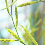 Nuseed, the company that is developing carinata, aims to produce 45 percent oil or better, and research has found that farmers can expect yield potential as high as 60 bushels per acre. | File photo