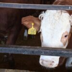 Beef cattle processing capacity in Ontario was already strained before the shutdown of the largest processing plant. | File photo