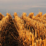 Trees already growing and current farming practices are “business as usual” and don’t count for emission reductions. | File photo