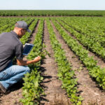 Precision farming technology allows farmers to increase yields sustainably and profitably.