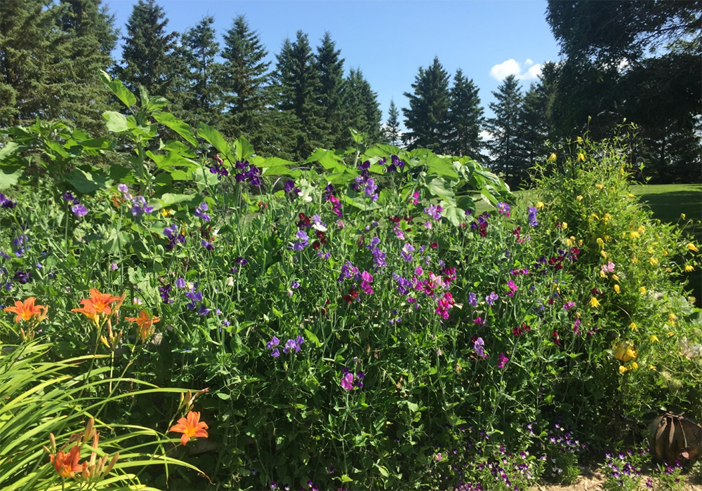 I planted a garden and tended it every second I wasn't busy doing something else. When I was in my garden, "COVID DID NOT EXIST!" - Donna Okkema, Vermilion, Alta.