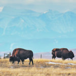The Canadian government has also bought surplus bison through a COVID-19 relief program, but only $560,000 worth. | Mike Sturk photo