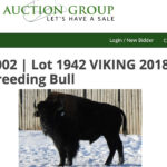 Brennin Jack said this was the first completely virtual sale for bison breeding stock. His company sells bison monthly via webcasts and he said it was clear the CBA sale was well supported by buyers registered from six provinces and 11 states. | Screencap via Twitter/@CanadianBisonAs photo