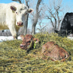 The health measures that have been put in place to prevent spread of the COVID-19 virus also apply to animal agriculture, such as during calving season when neighbours are discouraged from visiting farms because of the potential for calf scours to spread. | File photo